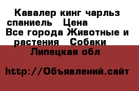 Кавалер кинг чарльз спаниель › Цена ­ 50 000 - Все города Животные и растения » Собаки   . Липецкая обл.